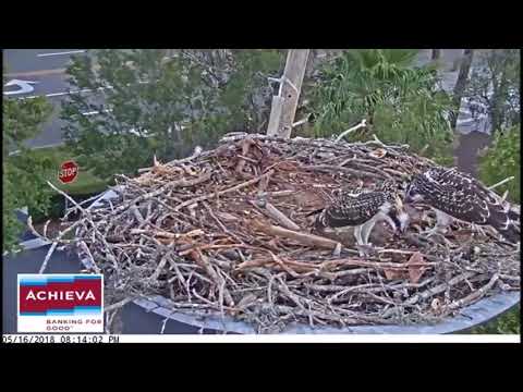 Achieva Osprey Cam ~ Not Enough Fish For Two, May 16, 2018