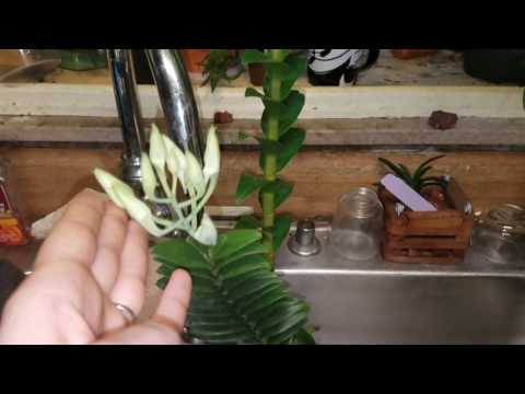 download lagu mp3 mp4 Cymbidium Flowers Dallas, download lagu Cymbidium Flowers Dallas gratis, unduh video klip Cymbidium Flowers Dallas