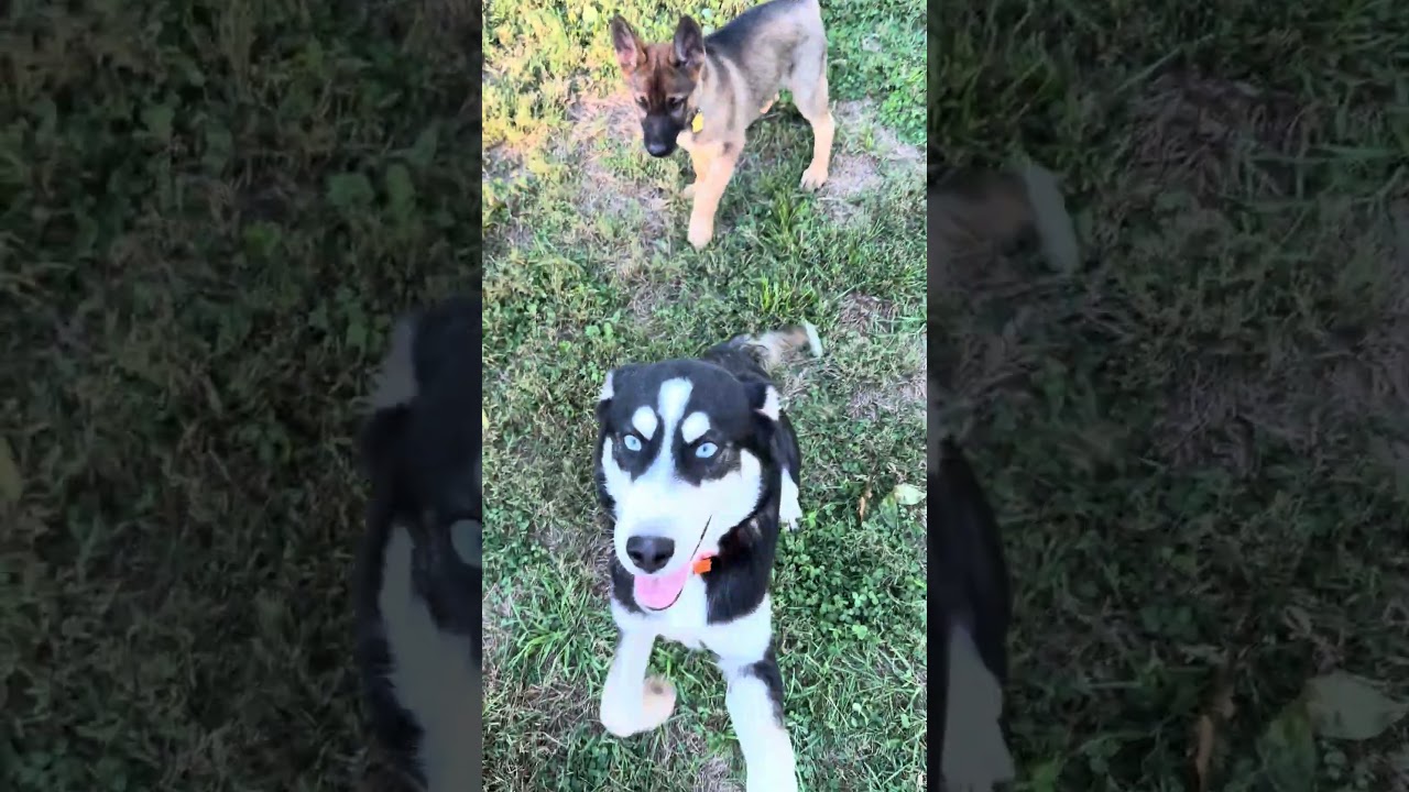 Enlarge Aspen (4.5mo PUPPY), a Adopted mixed breed in Greeneville, TN video 6/6