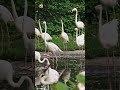 Flamingo Sounds Calls Of A Large Flock Of Chilean Flamingos