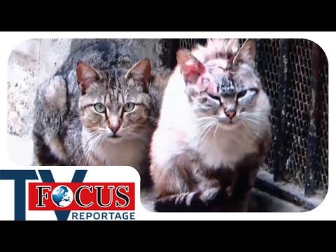 , title : 'Katzenplage: Zwangskastration für Straßenkatzen | Focus TV Reportage'
