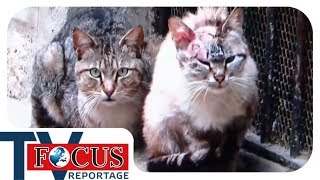 Katzenplage: Zwangskastration für Straßenkatzen | Focus TV Reportage