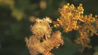 Pipeline Democracies - BEARS SMOKE CIGARETTES