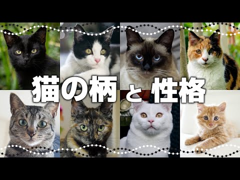 オレンジ色の猫の名前