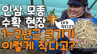 1~2년근 인삼 모종 크기는? 묘삼 인삼모종 장뇌삼 산양삼 모종 수확