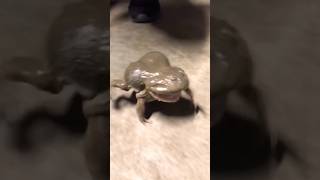 Download lagu Lucunya Suara Kodok #cutefrog #kodoklucu #suaralucu #kodok mp3