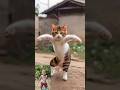 Cat Dance Funny Video Shorts Viral Trending Youtubeshorts Catdance Cute Cat Dance
