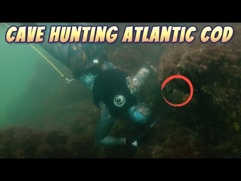 SPEARFISHING IN WINTERTIME | Cavehunting Under The Bridge | Nordic Fish Wrap (YBS STYLE)