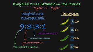 Dihybrid Cross Explained