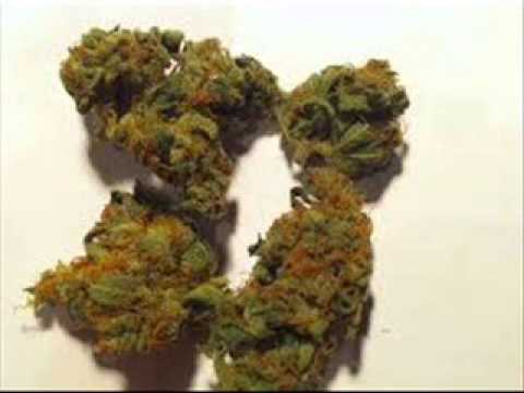 KoloJS(RymoKoncesja)- Skun celebryta(JS Familia)