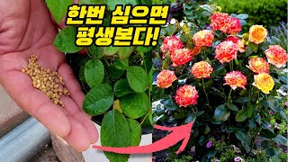 트위스터 장미 꽃 2배 더 피는 4가지 방법 (2부)