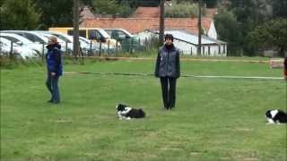 preview picture of video 'Elianto au Belgian Obedience Winner 2013'