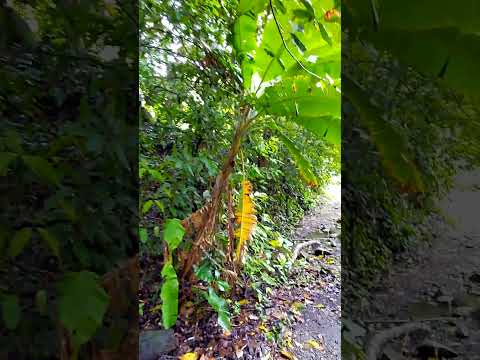 Cierra los ojos y  Escucha... la vida que hay en la vereda Caracolon de Dabeiba antioquia