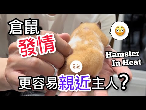 倉鼠相