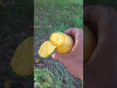 O POVO BRASILEIRO VIVE EM TEMPOS DE FARTURA ISSO GRACAS TRABALHO DO PRESIDENTE LULA