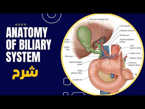 Anatomy of biliary system شرح