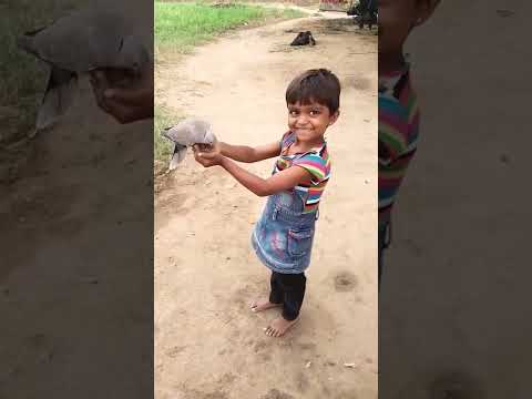 આંબલીયા ની 🐦ડાળે બેઠુ ગુટર ગુટર બોલેરે પ્લીઝ મિત્રો લાઈક શેર સબ્સ્ક્રાઇબ કરજો,🙏🙏🙏