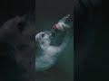 Cute Puppy Akshatdubey258 Shorts Shortsvideo Viral Ytshorts Trendingshorts Yt Trending