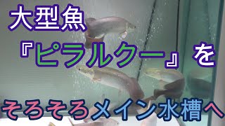大きくなったピラルクー達を観てほしいんだ！【熱帯魚,古代魚,大型魚,観賞魚,アクアリウム】