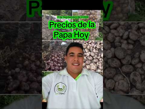 Precios de la Papa hoy en Corabastos Bogotá 🧑‍🌾🥔🥔🥔 #corabastos #boyaca #nariño #cundinamarca #shorts