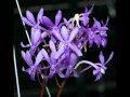 Орхидея Darwinara Charm.mp4 