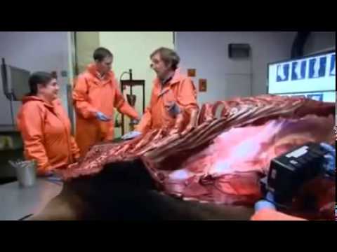 Inside nature's giants: Racehorse