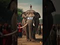 Shocking Facts About Historical Elephant Executions You Didn't Know