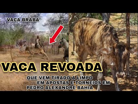 Vaca Revoada vem tirado a limpo em Apostas e Torneios em pedro Alexandre Bahia 