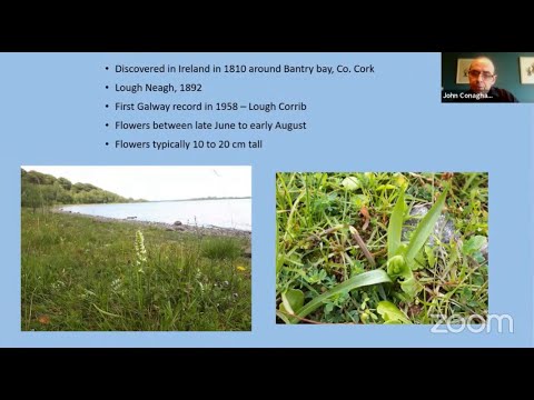 The Distribution and Ecology of Irish Lady's-tresses in Galway & Mayo