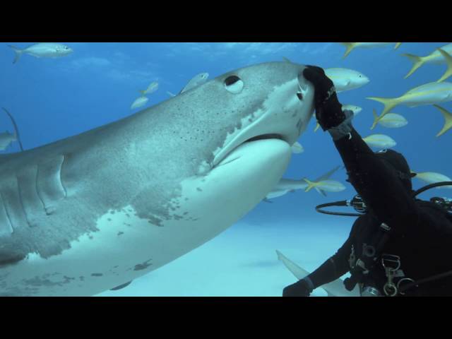 Tales By Light: Series 2 Trailer in 4K