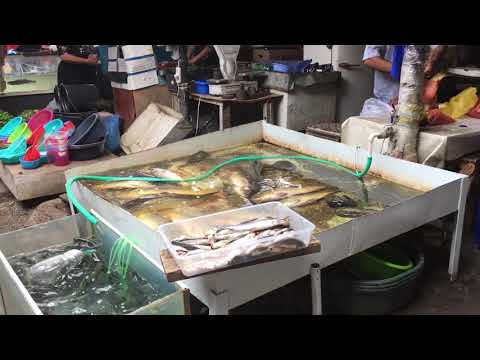 Fish for sale at Telavi Bazaar