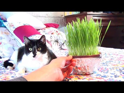 Hydroponic Wheatgrass Or Cat Grass