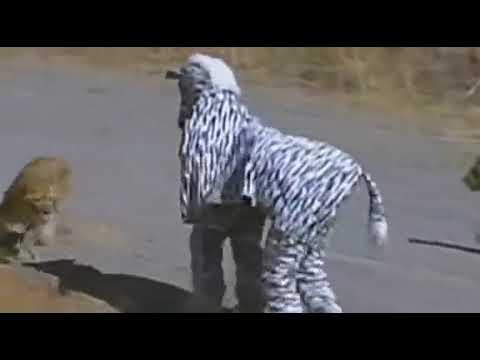Lion Almost Kills Two Men In Zebra Costume