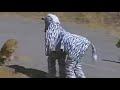 Lion Almost Kills Two Men In Zebra Costume