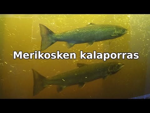 Merikosken kalaporras Oulussa