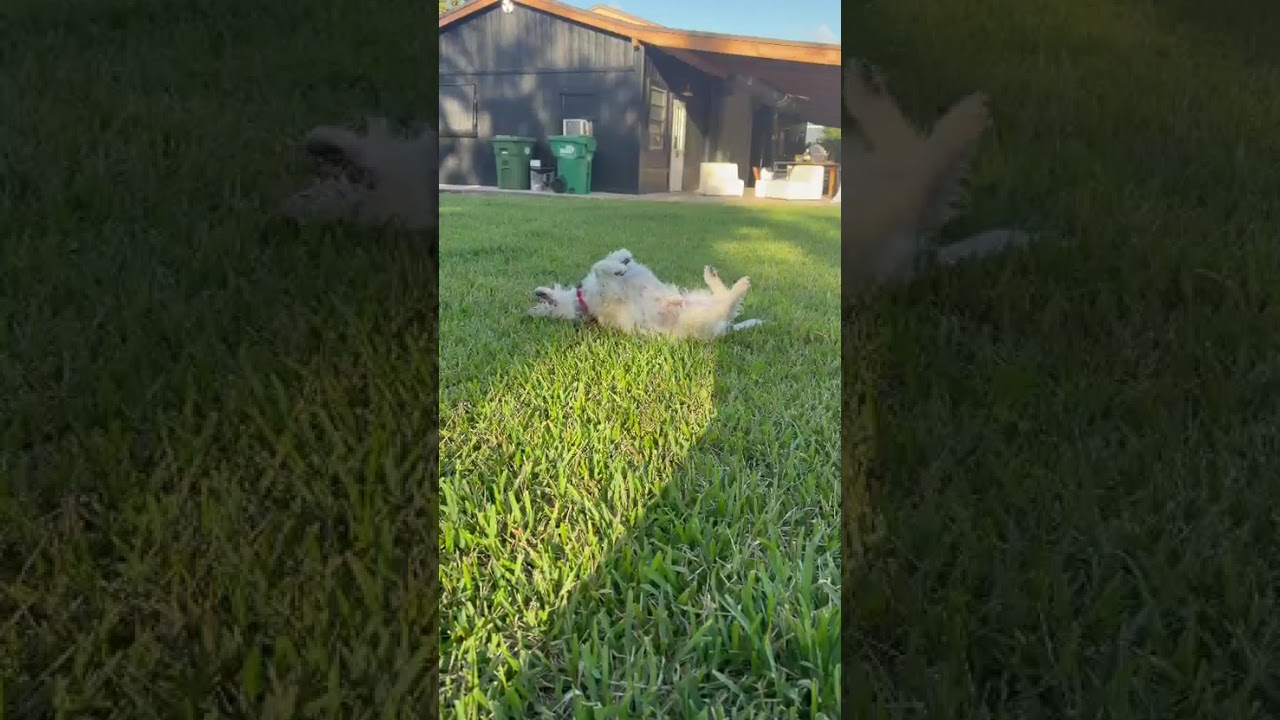 Snoopy, a Adoptable mixed breed in Miami, FL video 6/6