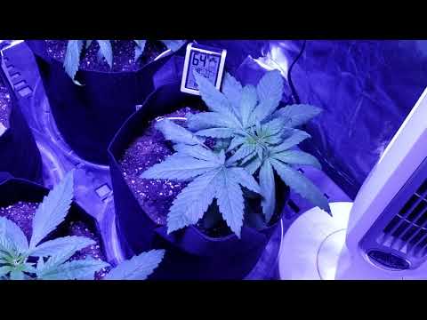 Blue Dream Autoflower grow series week 4 day 7 'LST'