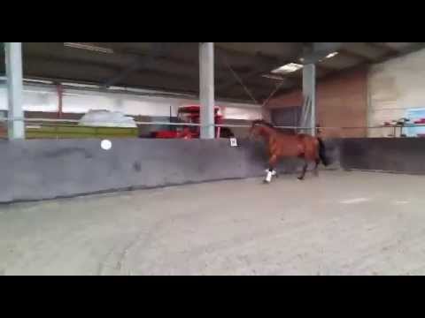 San Amour x Royal Hit Hengst v. 2012