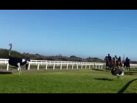 WATCH: Ostrich takes a dramatic tumble on the race track