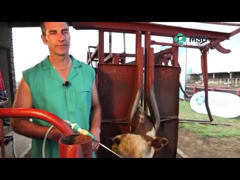 Cattle Drenching Technique