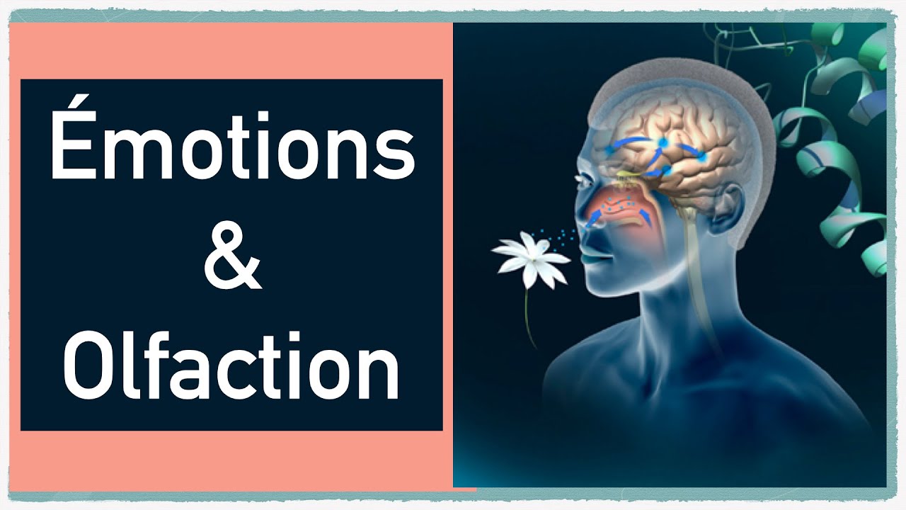 Émotions & olfaction, le pouvoir des odeurs sur le mental