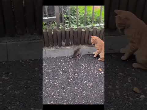 Cat Vs Rat 🤣