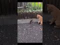Cat Vs Rat