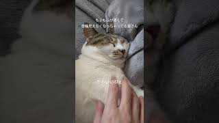 Tatsu_Pと猫 もふもふすぎて首輪が埋もれちゃっててかわいい