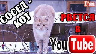 Смешной кот. Эти забавные животные. Позитивное видео.