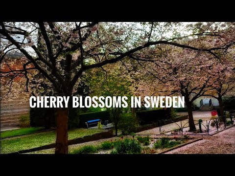 Cherry Blossoms in gothenburg |Eye catching views |Beautiful & colourfull blossoms |Spring blossoms