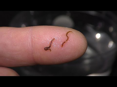 Culturing Blackworms from a Single Worm