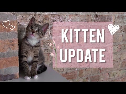 Kitten Growth Update + Litter Box Review + Cat Allergy Tips + New Toys- Q&A