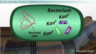 Trasformazione batterica