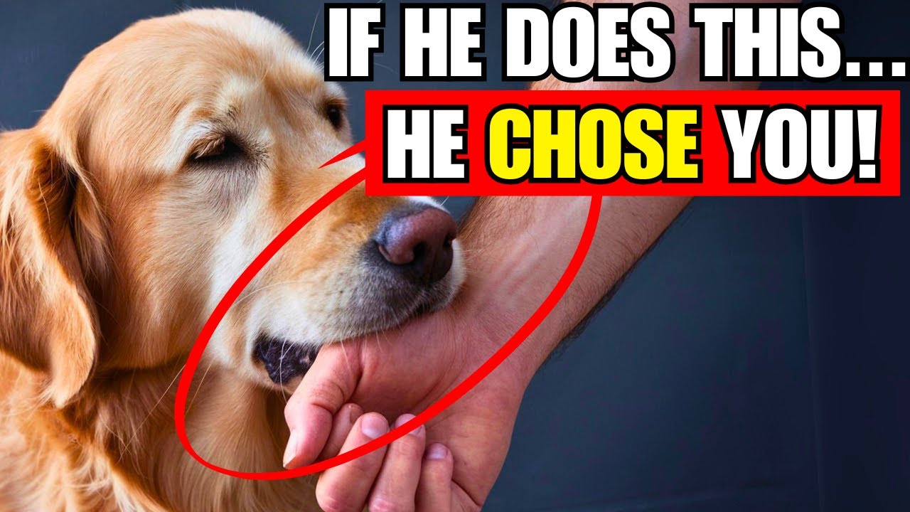 7 Signs Your Dog Has Bonded with You (Don’t Ignore!)